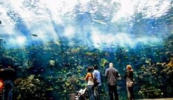 Veranstaltung: Atlanta: Georgia Aquarium Skip-the-Box-Office Entry Ticket, in Atlanta