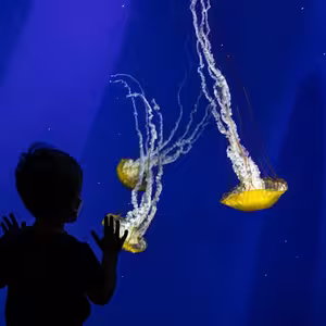 Veranstaltung: Georgia Aquarium: Fast Track Ticket, Georgia Aquarium in 
