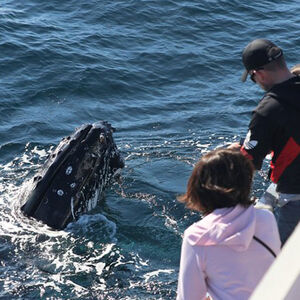 Veranstaltung: Sydney Whale-Watching Cruise Including Lunch or Breakfast, Eastern Pontoon, Circular Quay in Sydney