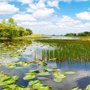 Veranstaltung: Everglades Express Tour from Fort Lauderdale + Airboat Ride, Miami Everglades Airboat Tours in Miami