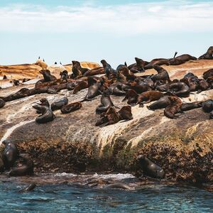 Veranstaltung: Duiker Island: Seal Sightseeing Cruise, Cape Town Sightseeing Cruises in Cape Town