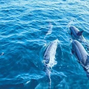 Veranstaltung: Santa Ponsa: 2 horas en barco con fondo de cristal para ver delfines, Mallorca Boat Trips in Palma de Mallorca