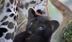Event: Artis Amsterdam Royal Zoo: Entry Ticket, Artis Dierentuin in amsterdam