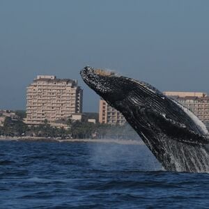 Veranstaltung: Observación de ballenas en Puerto Vallarta y Riviera Nayarit, Day Trips from Puerto Vallarta in Puerto Vallarta