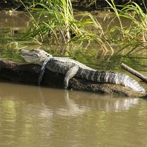 Veranstaltung: Everglades: 30-Minute Airboat Tour, Wildlife Show and Transportation from Miami, Miami Everglades Airboat Tours in Miami