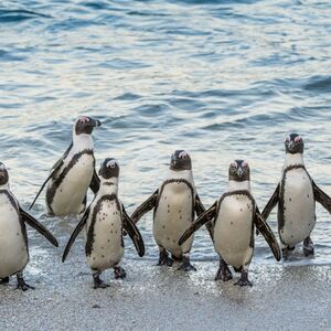 Veranstaltung: Boulders Beach & Cape Point: Half-Day Tour, Day Trips from Cape Town in Cape Town