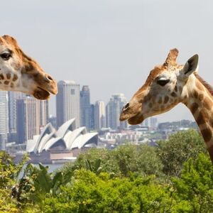 Veranstaltung: Taronga Zoo + Sydney Harbour Hopper Pass (24 / 48h), Taronga Zoo in Mosman