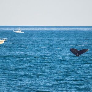 Veranstaltung: Boston Harbor Whale Watch Cruise, Boston Harbor in Boston