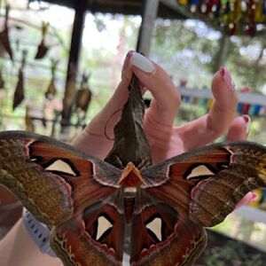 Veranstaltung: Bali Butterfly Park Tabanan, Bali Butterfly Park Tabanan in Bali