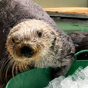 Veranstaltung: Seattle Aquarium: Entry Ticket, Seattle Aquarium in Seattle