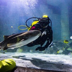 Veranstaltung: SEA LIFE Porto: Bilhete de entrada, SEA LIFE Porto in Porto