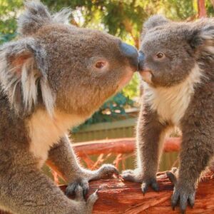 Veranstaltung: Ballarat Wildlife Park: Entry Ticket, Ballarat Wildlife Park in Ballarat