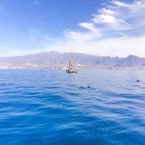 Veranstaltung: Tenerife: Excursión de 3 horas en catamarán ecológico para avistar ballenas y delfines, Tenerife Sailing Tours in Costa Adeje