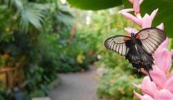 Veranstaltung: Victoria Butterfly Gardens: Entry Ticket, Victoria Butterfly Gardens in Brentwood Bay
