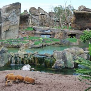 Veranstaltung: Bioparc Valencia: entrada con acceso rápido, Bioparc Valencia in València