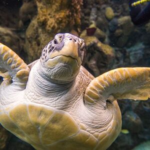 Veranstaltung: The Florida Aquarium: Entry Ticket, The Florida Aquarium in Tampa