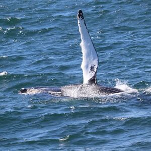 Veranstaltung: Reykjavik: Guided Whale Watching Tour, Iceland Whale Watching in Reykjavík