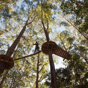 Veranstaltung: Coffs Harbour: Treetops Adventure, Treetops Adventure Coffs Harbour in Coffs Harbour