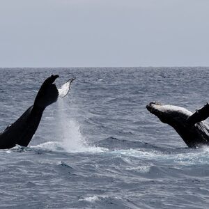 Veranstaltung: Dunsborough: Whale Watching Tour, Dunsborough Whale Watching in Quindalup