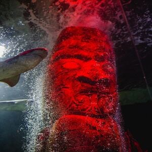 Veranstaltung: SEA LIFE Kelly Tarlton's Aquarium: Skip The Line Ticket, SEA LIFE Kelly Tarlton's Aquarium in Auckland