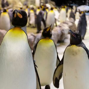 Veranstaltung: Loro Parque y Siam Park: Entrada, Siam Park in Santa Cruz de Tenerife