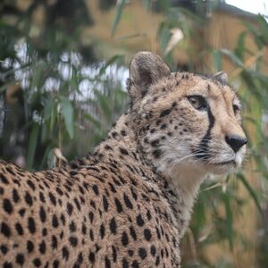 Veranstaltung: Berlin: Felidae Wildkatzen- und Artenschutzzentrum Barnim Guided Tour, Berlin: Felidae Wild Cat Conservation Center in Berlin