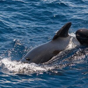 Veranstaltung: Tenerife: Excursión de 3 horas en velero para avistar ballenas y delfines con bocadillo y bebidas, Tenerife Sailing Tours in Costa Adeje