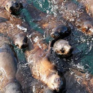 Veranstaltung: Phillip Island Seal Watching Cruise, Wildlife Coast Cruises in Cowes