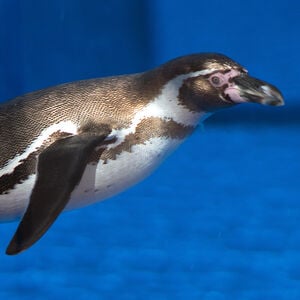 Veranstaltung: Entrada de 1 Día Marineland Mallorca, Marineland Mallorca in Calvià