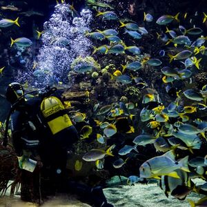 Veranstaltung: Oceanogràfic y Museo de las Ciencias: Entrada, Oceanogràfic in valencia