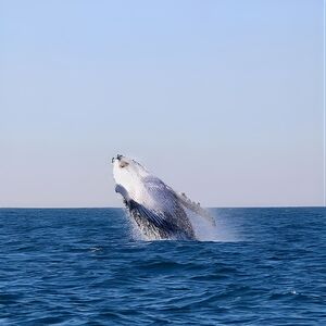 Veranstaltung: Humpback Whale Encounter Tour from Newcastle, 3-3A Honeysuckle Dr in Newcastle